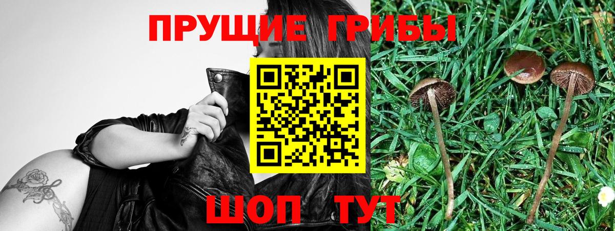 Псилоцибиновые грибы прущие грибы  Вход с VPN  Александров  Псилоцибиновые грибы GOLDEN TEACHER 